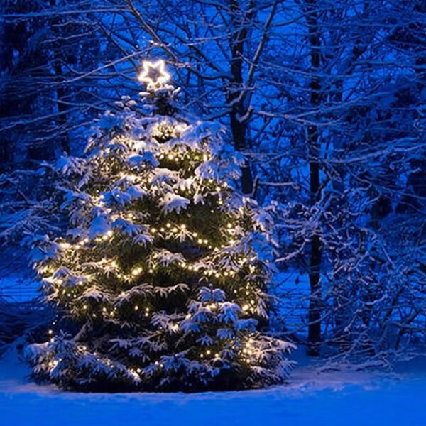 Family Forest Adventures - Hunt the Christmas Tree