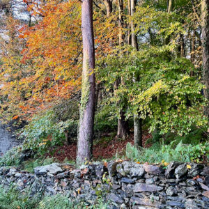 Mindful Forest walk