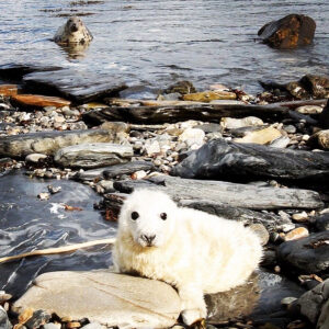 Seasonal seal sighting - walk to secret spots to see wild mammals.